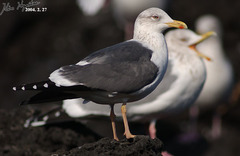 Larus fuscus heuglini