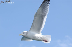 Larus fuscus heuglini