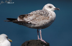 Larus fuscus heuglini