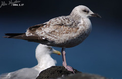 Larus fuscus heuglini
