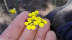 Helichrysum anomalum