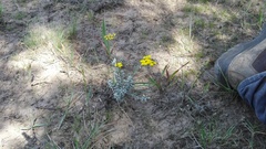 Helichrysum anomalum