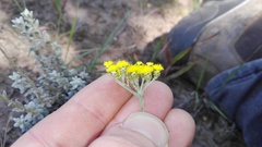 Helichrysum anomalum