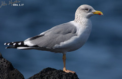 Larus fuscus heuglini