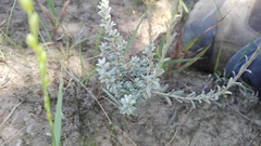 Helichrysum anomalum