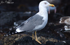 Larus fuscus heuglini