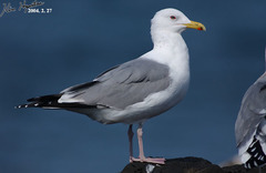 Larus fuscus heuglini