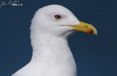 Larus fuscus heuglini