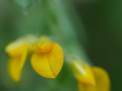 Lotus suaveolens