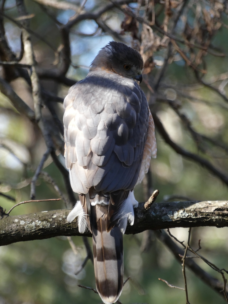 Cooper's Hawk from Peachtree Corners, GA, USA on January 01, 2020 at 01