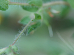 Lotus suaveolens
