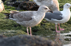 Larus argentatus vegae