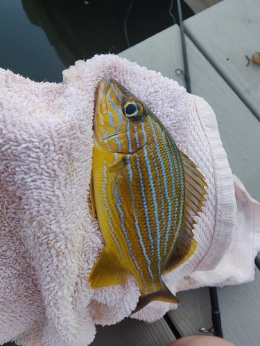 Photo of Bluestriped grunt (Haemulon sciurus)