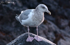 Larus argentatus vegae