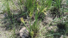 Cyperus denudatus