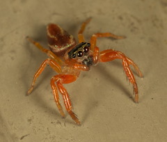 Thiania