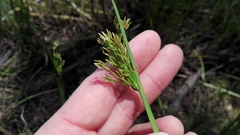 Cyperus denudatus
