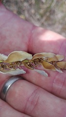 Elegia fistulosa
