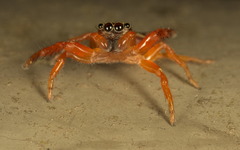 Thiania