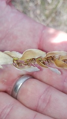 Elegia fistulosa
