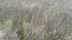 Elegia fistulosa