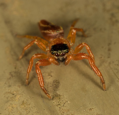 Thiania