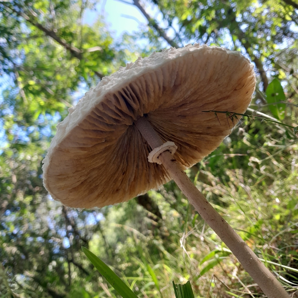 Macrolepiota bonaerensis · April 2023 · photo: © danialdias (iNaturalist, cc-by-sa)
