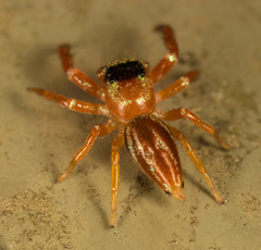 Thiania