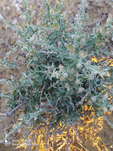 Convolvulus fruticosus