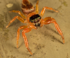 Thiania