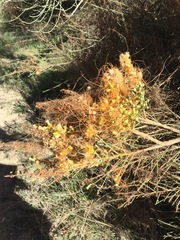 Cuscuta californica