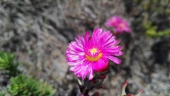 Lampranthus mutans