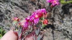 Lampranthus mutans