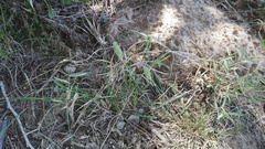 Tribolium hispidum