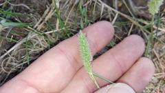 Tribolium hispidum