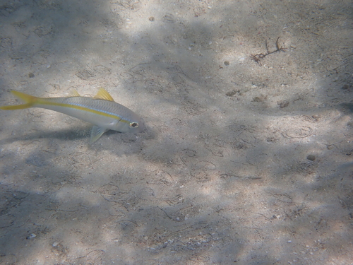 Bearfish (Mulloidichthys martinicus) — Mullidae — 5