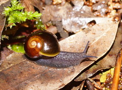 Victaphanta compacta