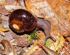 Victaphanta compacta