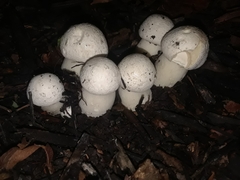 Agaricus californicus