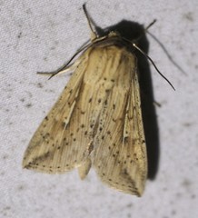 Mythimna decisissima