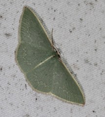 Chlorocoma melocrossa