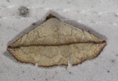 Eublemma perversicolor