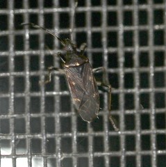 Aristaenetus similis