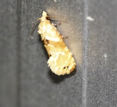 Eupoecilia acrographa