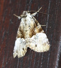 Alophosoma emmelopis