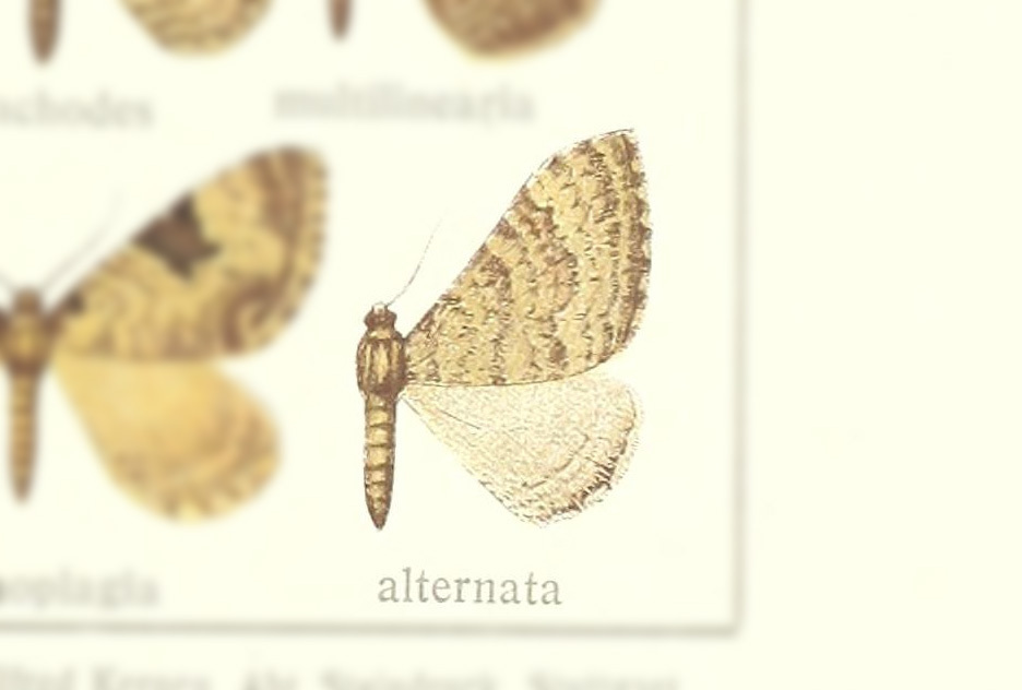 Hydria alternata