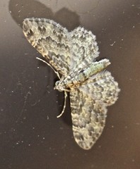 Chloroclystis mniochroa