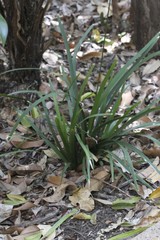 Romnalda strobilacea