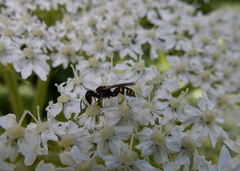 Ectemnius lapidarius