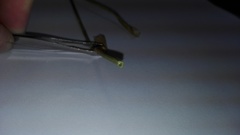 Elegia fistulosa